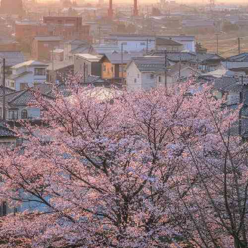 مستمندی لی لی